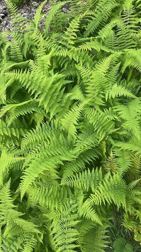 Dennstaedtia Punctiloba