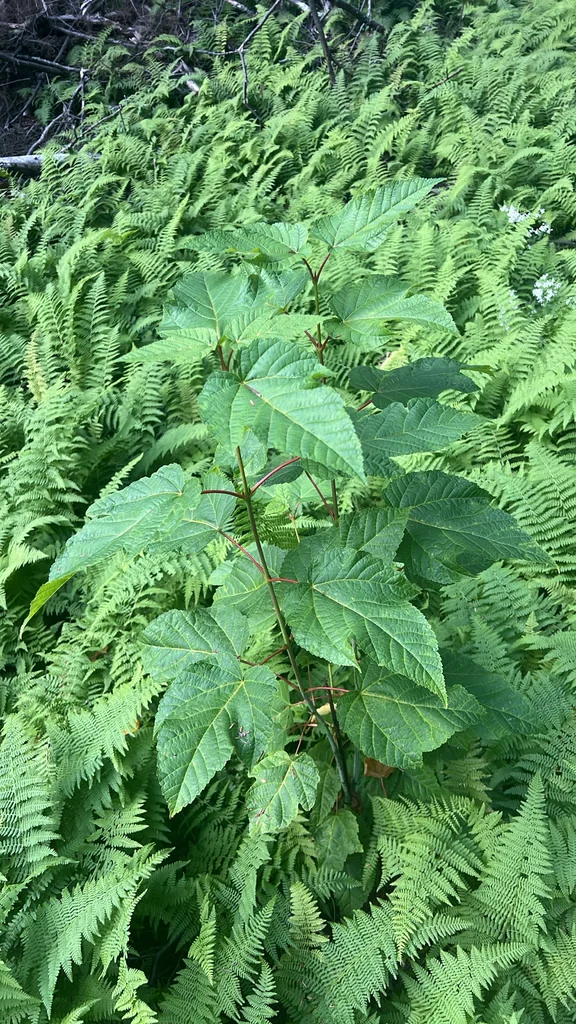 Acer Pensylvanicum