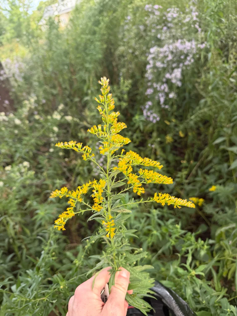 Solidago Altissima