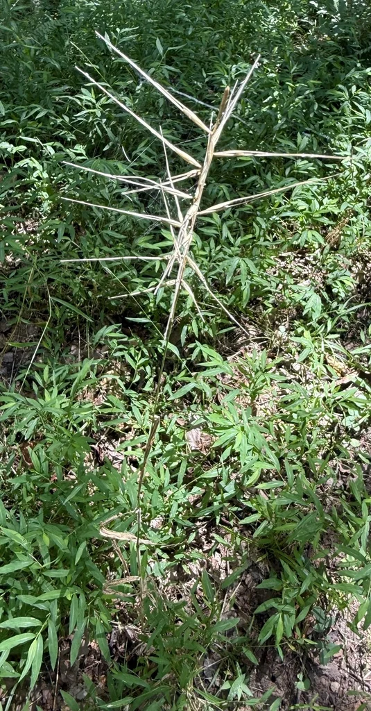 Elymus Hystrix