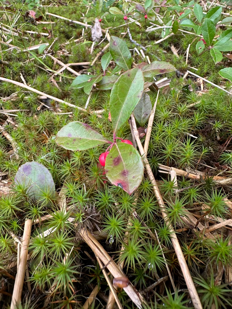 Gaultheria Procumbens