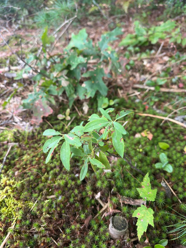 Kalmia Angustifolia