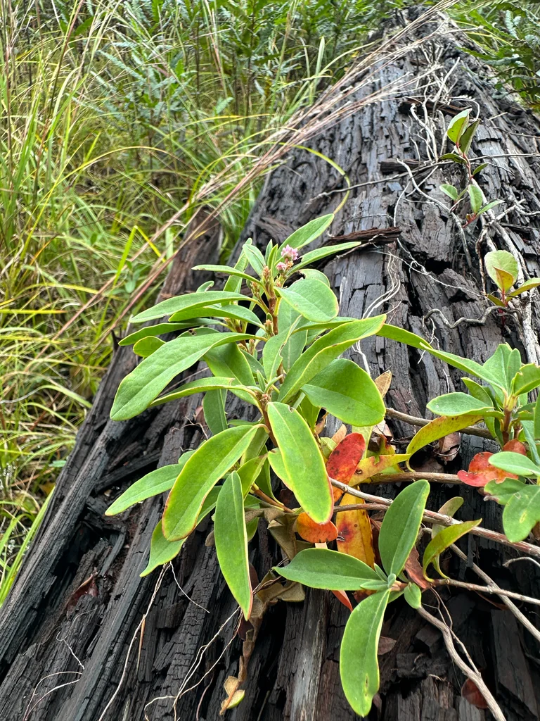 Kalmia Angustifolia