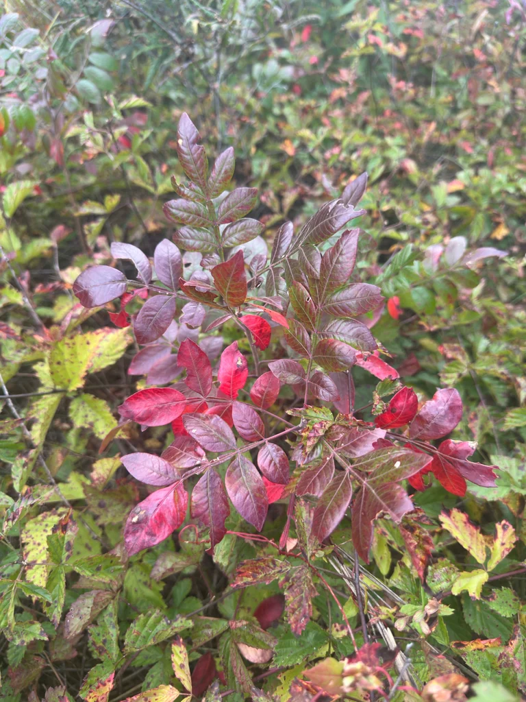 Rhus Copallina