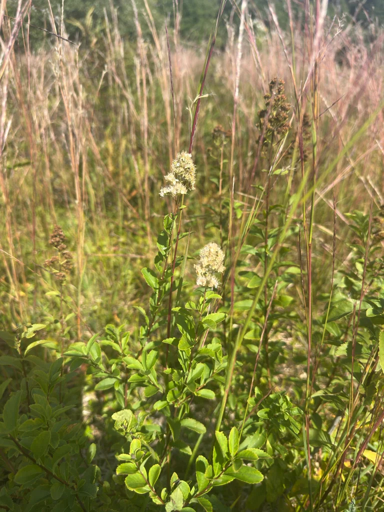 Spiraea Alba