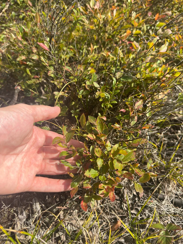 Vaccinium Angustifolium
