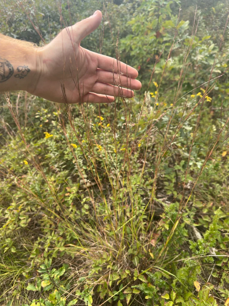 Schizachyrium scoparium