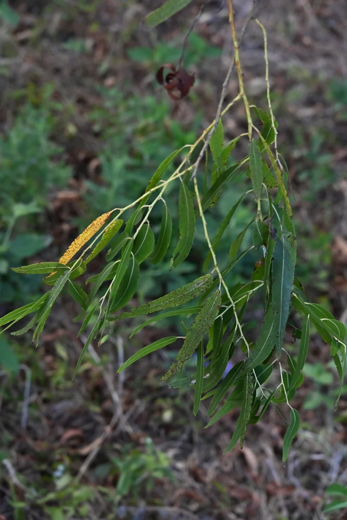Salix Nigra