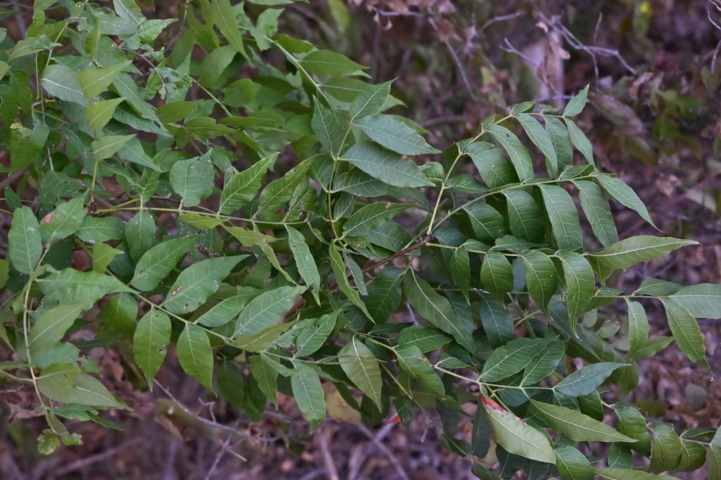 Pistacia Chinensis