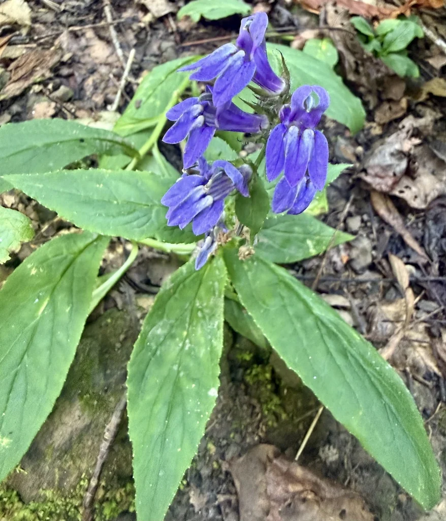 Lobelia Siphilitica