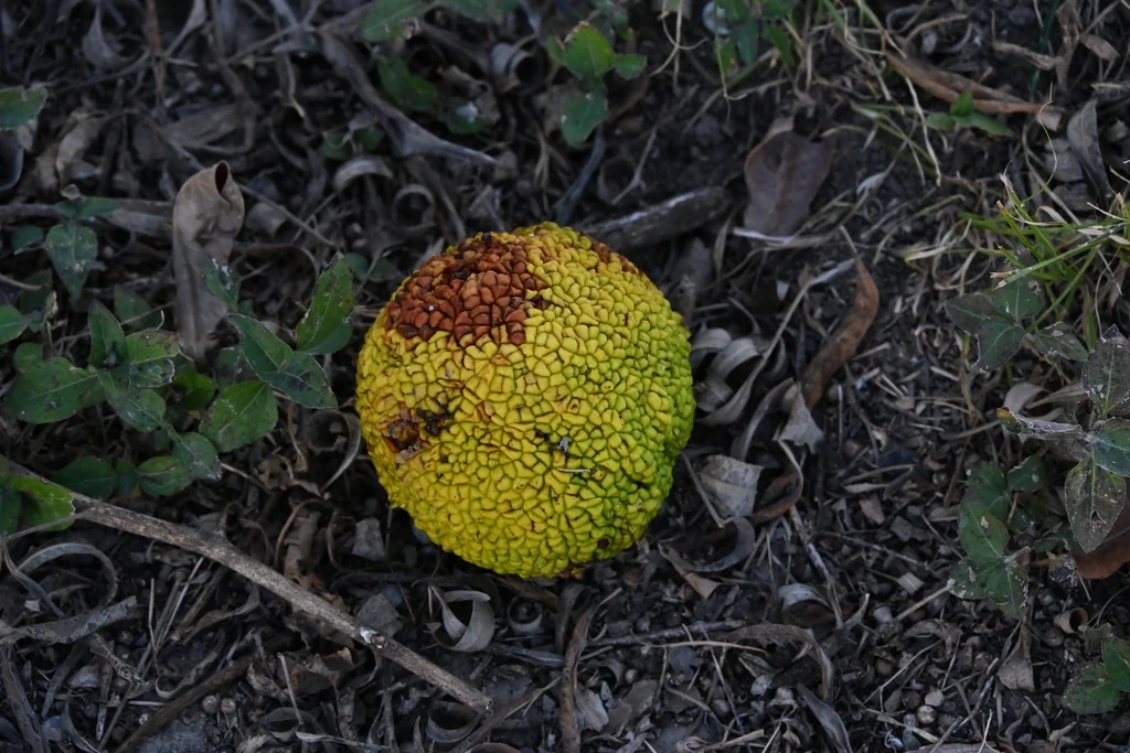 Maclura Pomifera