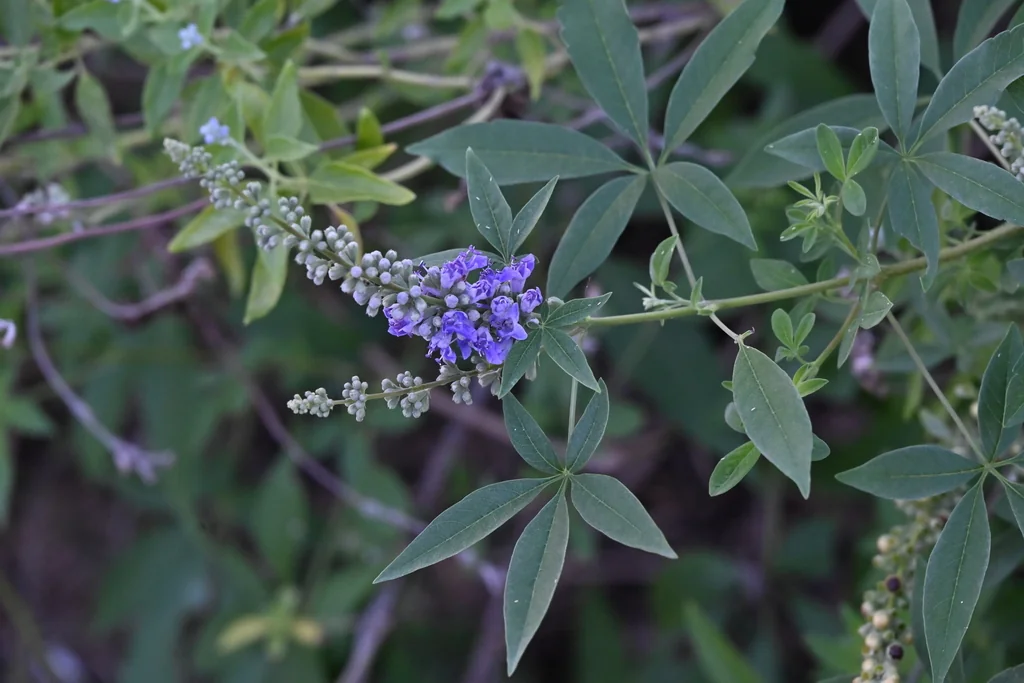 Vitex Agnus-Castus