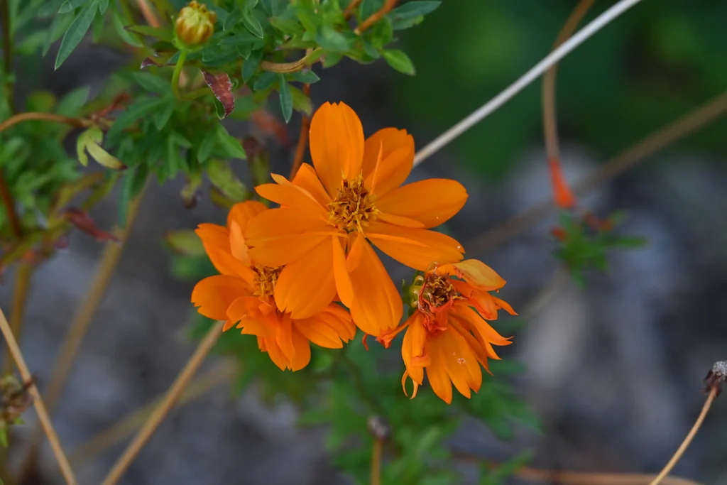 Cosmos Sulphureus