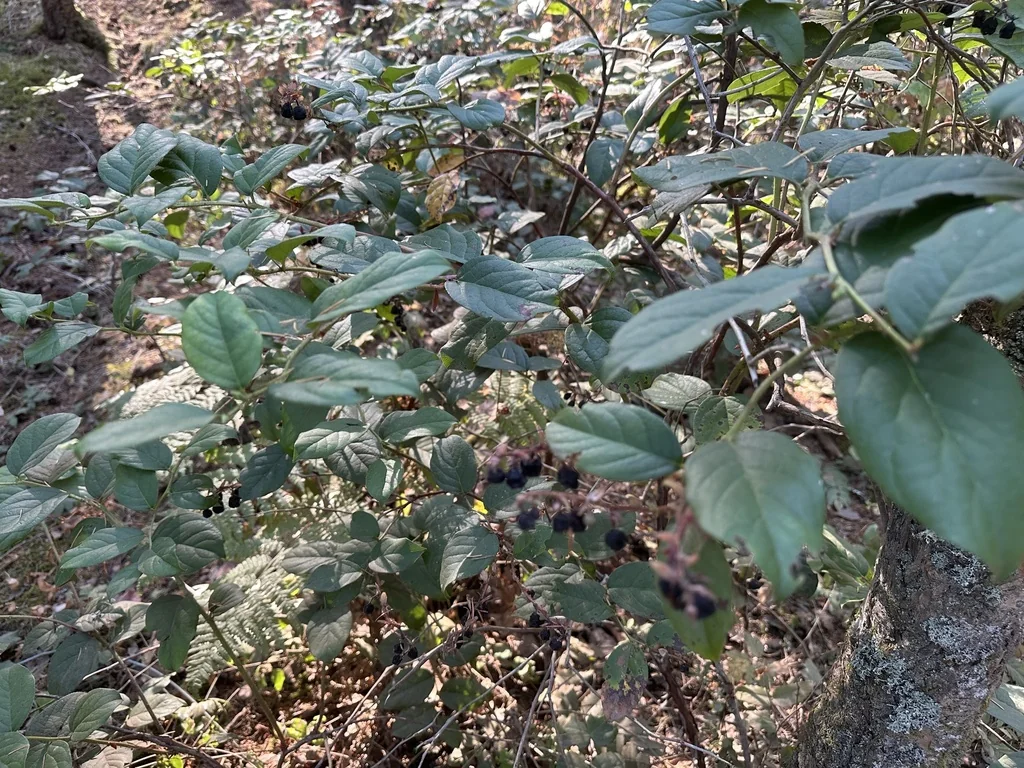 Gaultheria Shallon