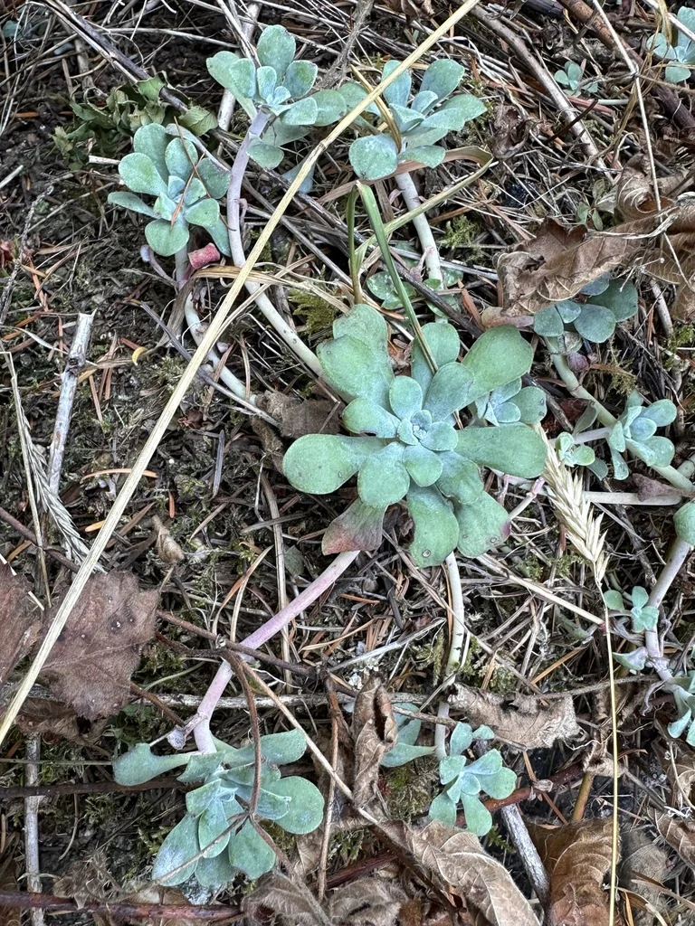 Sedum Spathulifolium
