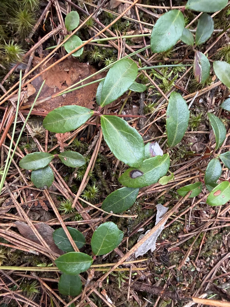 Gaultheria Procumbens