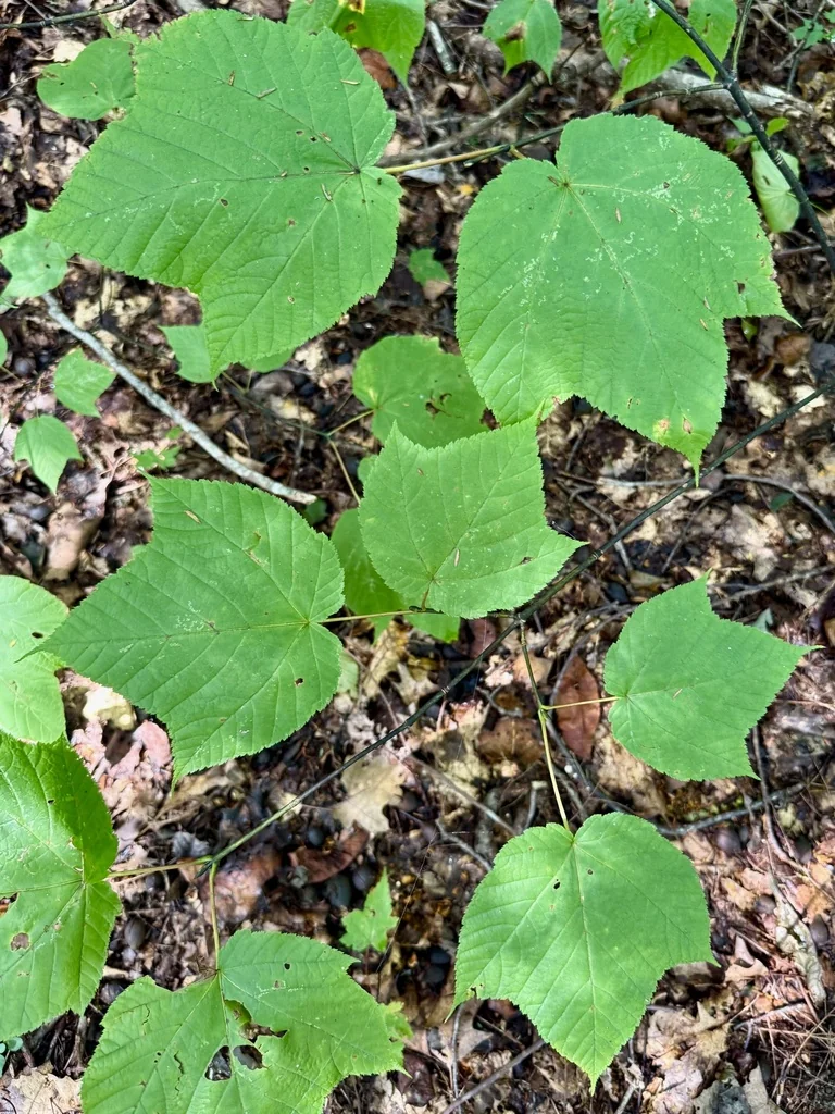 Acer Pensylvanicum