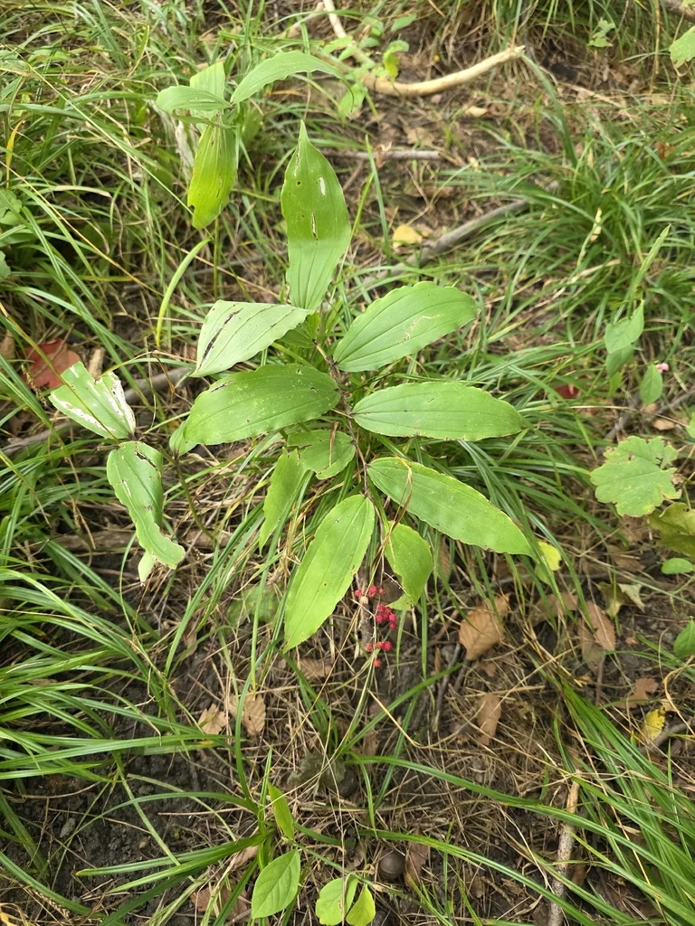 Smilacina Racemosa