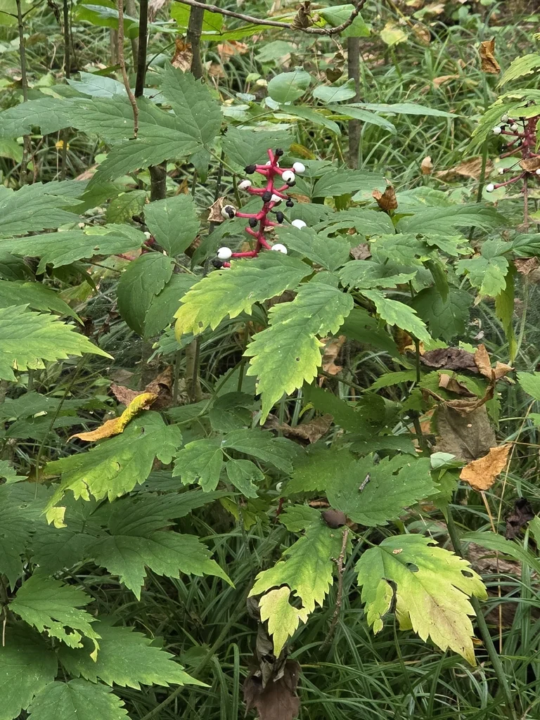 Actaea Pachypoda