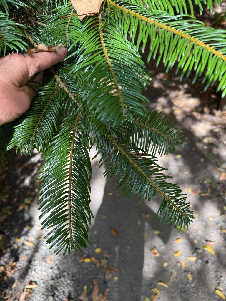 Abies Grandis