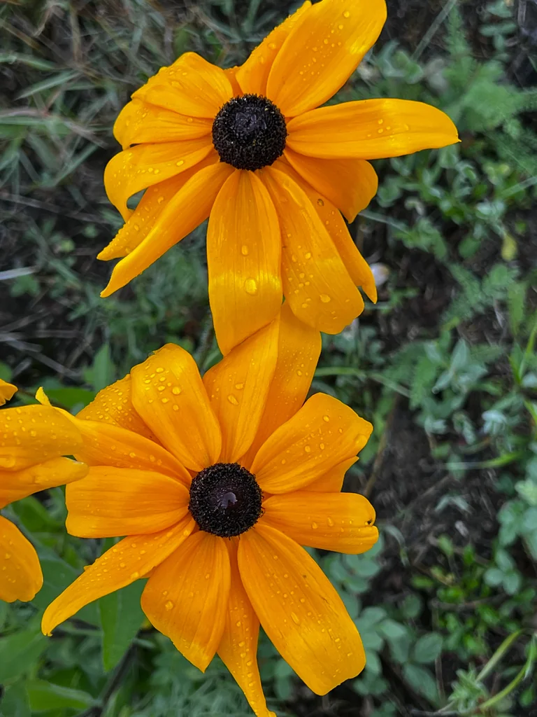 Rudbeckia Hirta