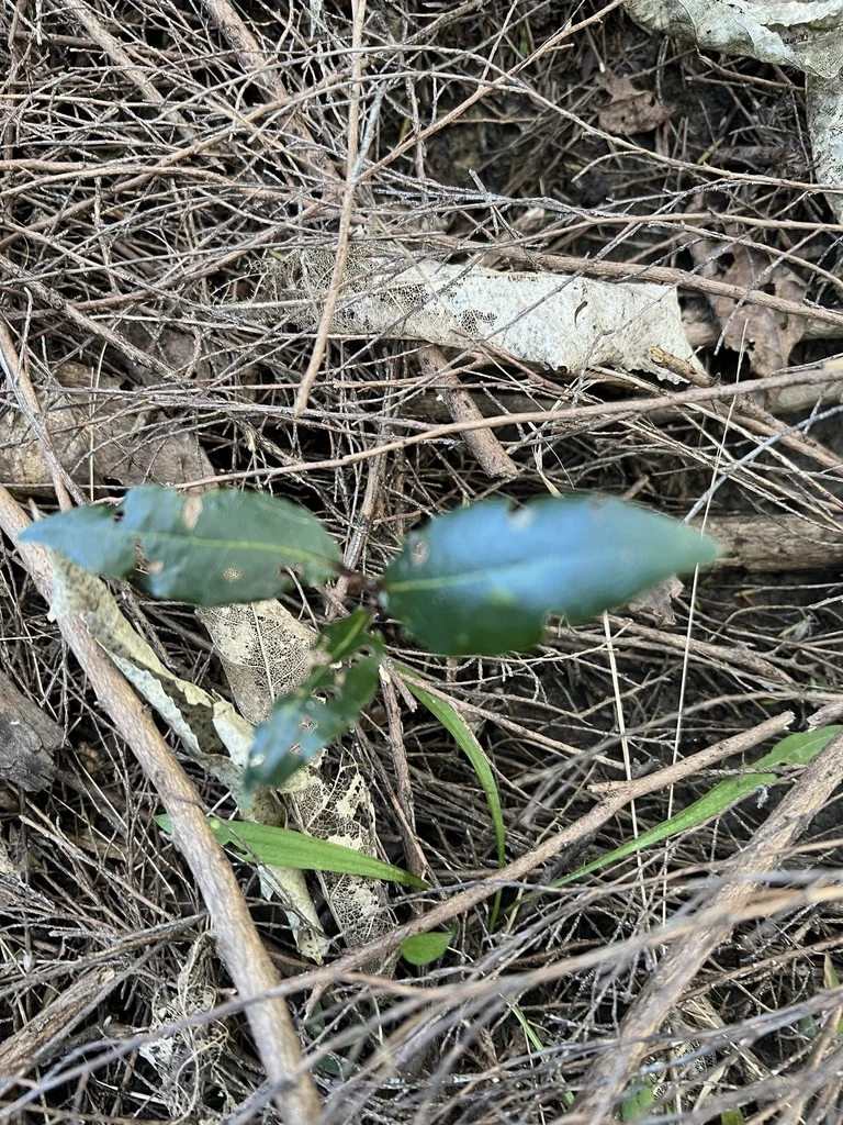 Laurus Nobilis