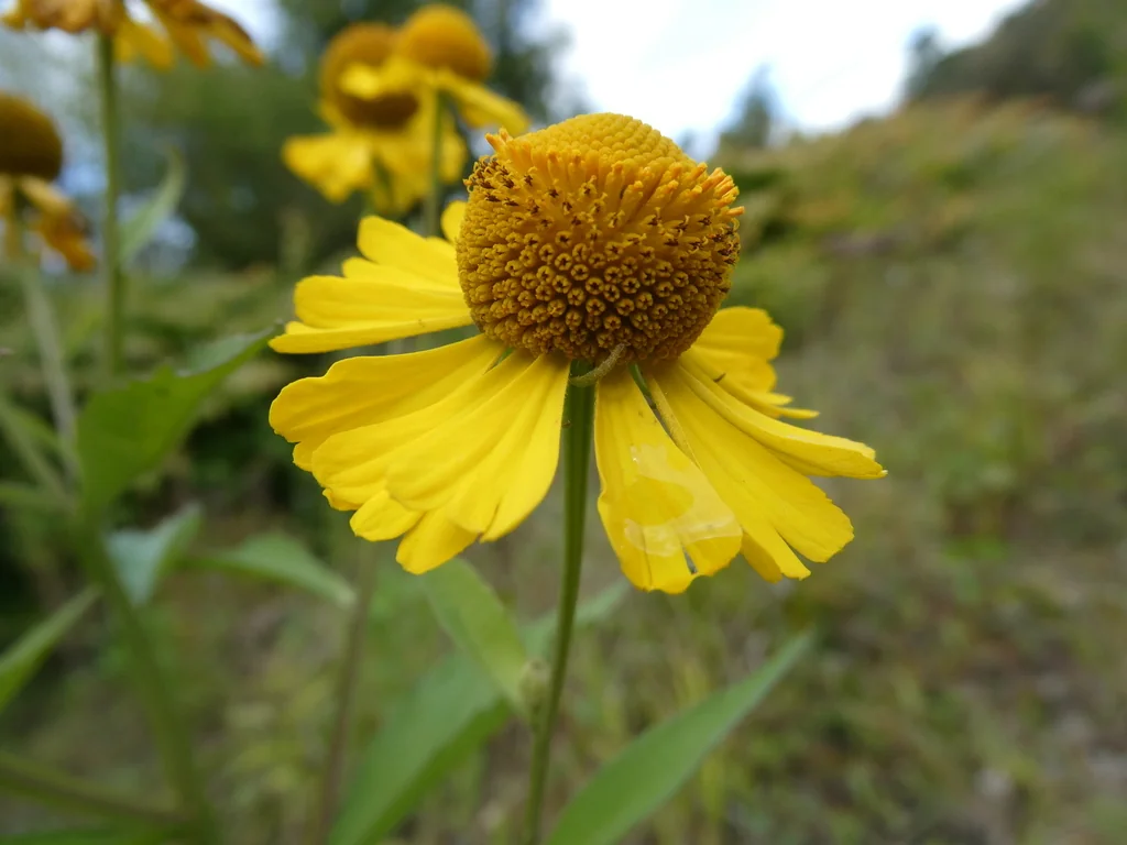 Helenium Autumnale