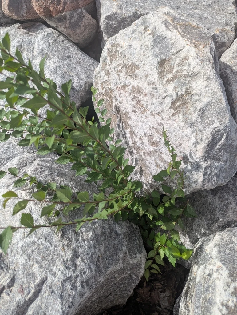 Ulmus Pumila
