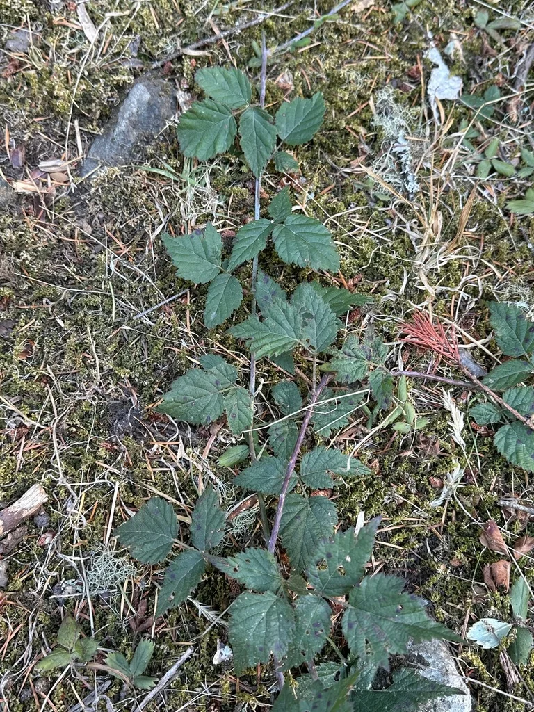 Rubus Ursinus