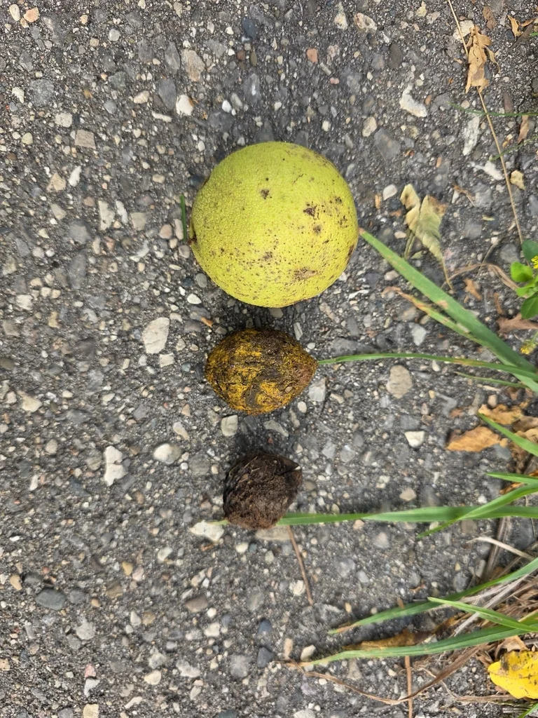 Juglans Nigra