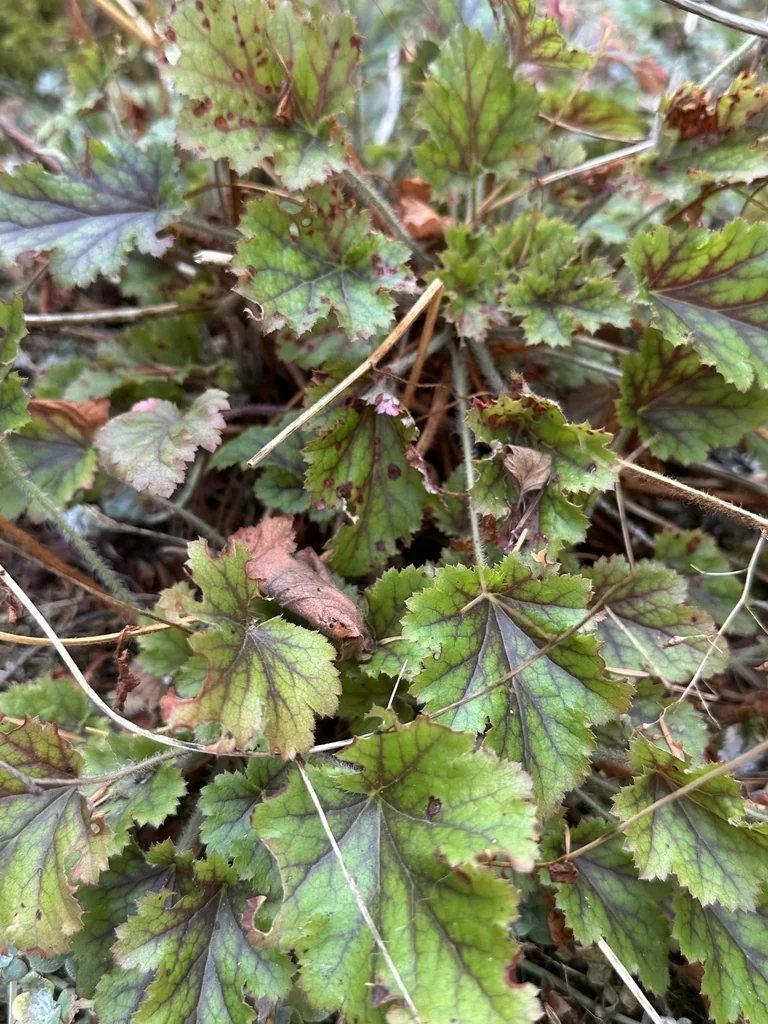 Heuchera Micrantha