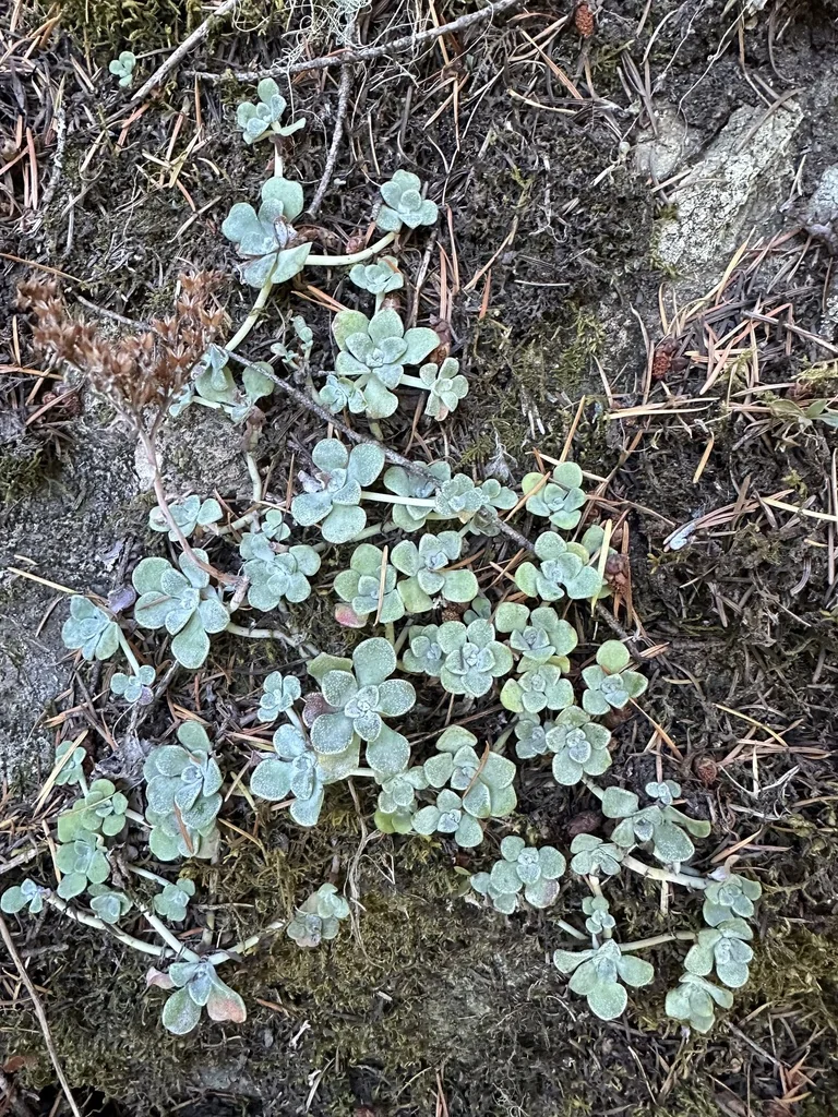 Sedum Spathulifolium