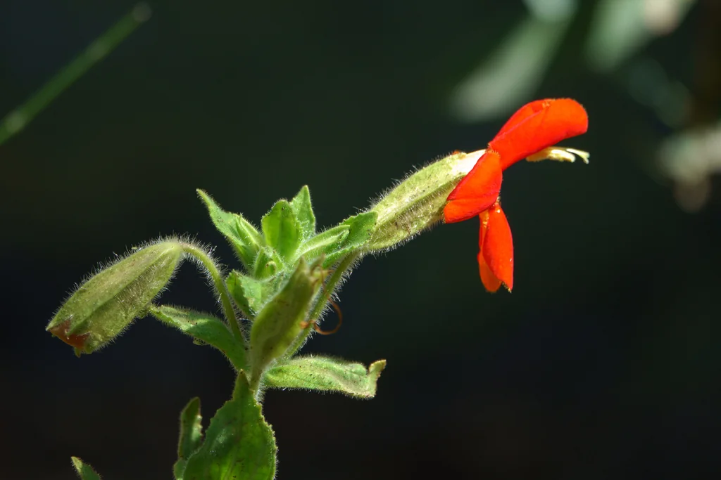 Mimulus Cardinalis