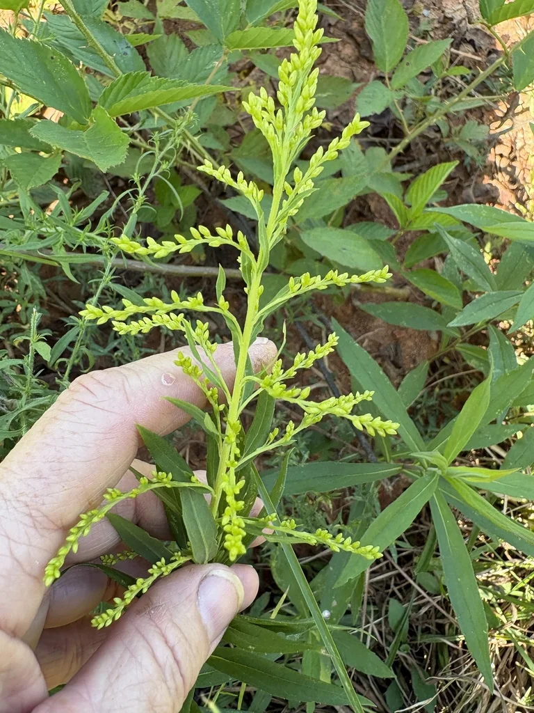 Solidago Altissima