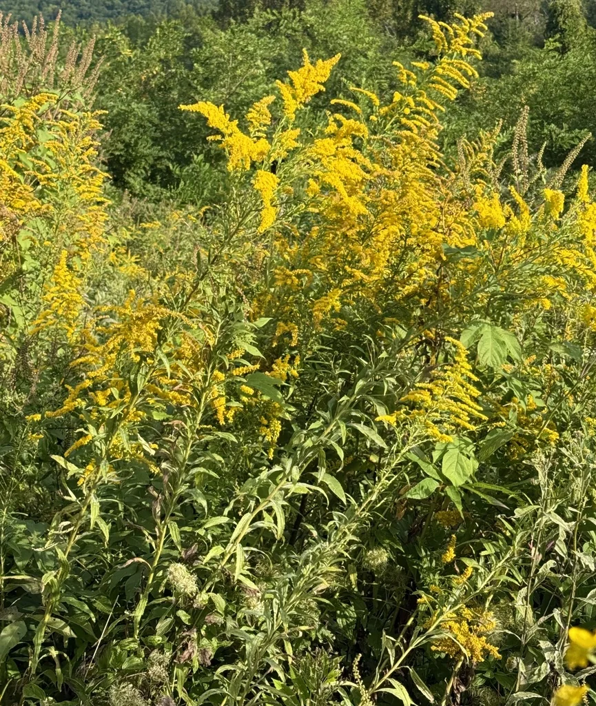 Solidago Altissima