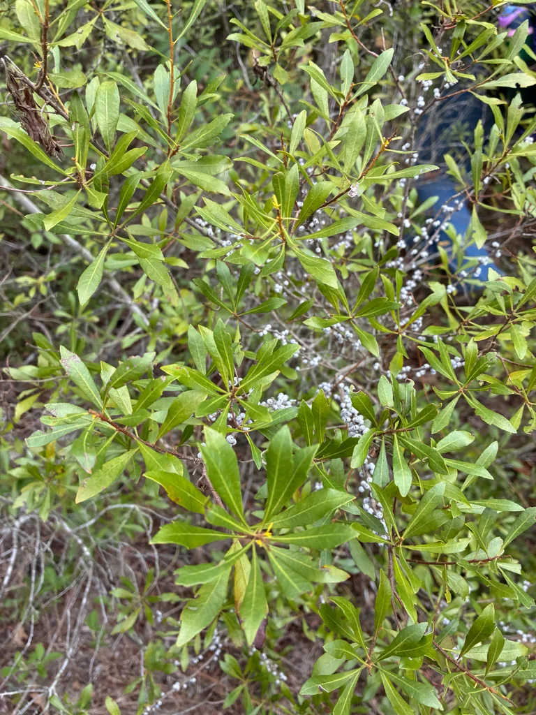Morella Cerifera