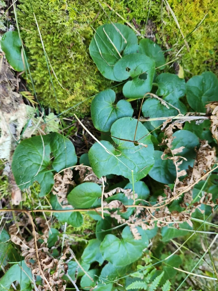 Asarum Caudatum