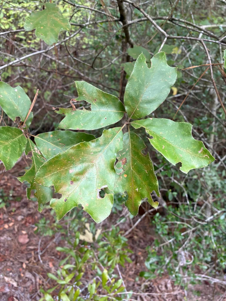 Quercus Falcata