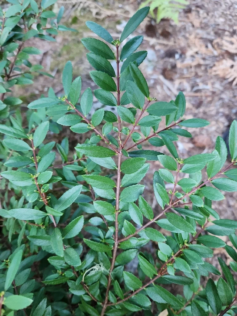 Paxistima Myrsinites