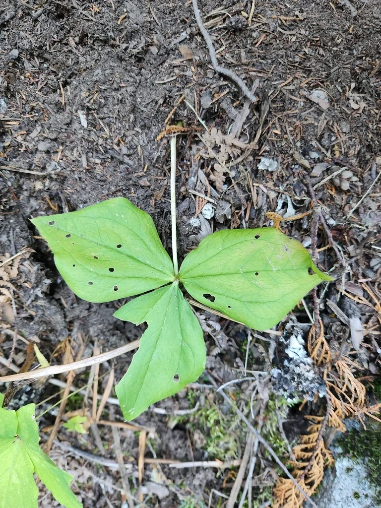 Trillium Ovatum