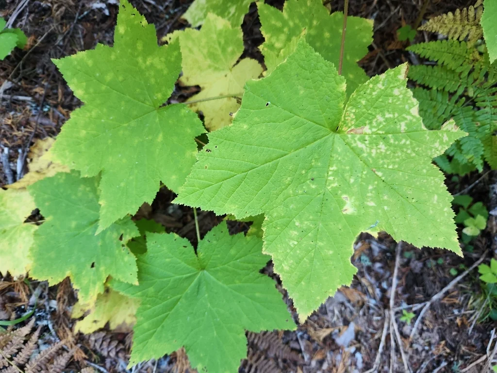 Rubus Parviflorus