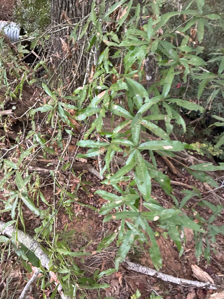 Quercus Phellos