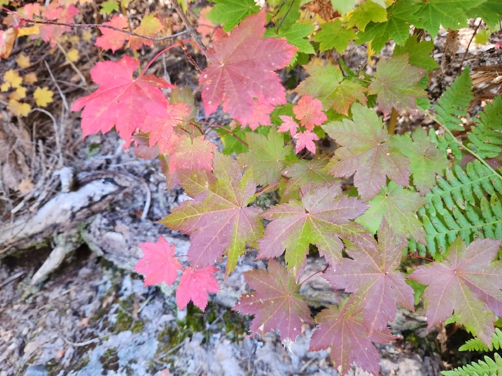 Acer Palmatum