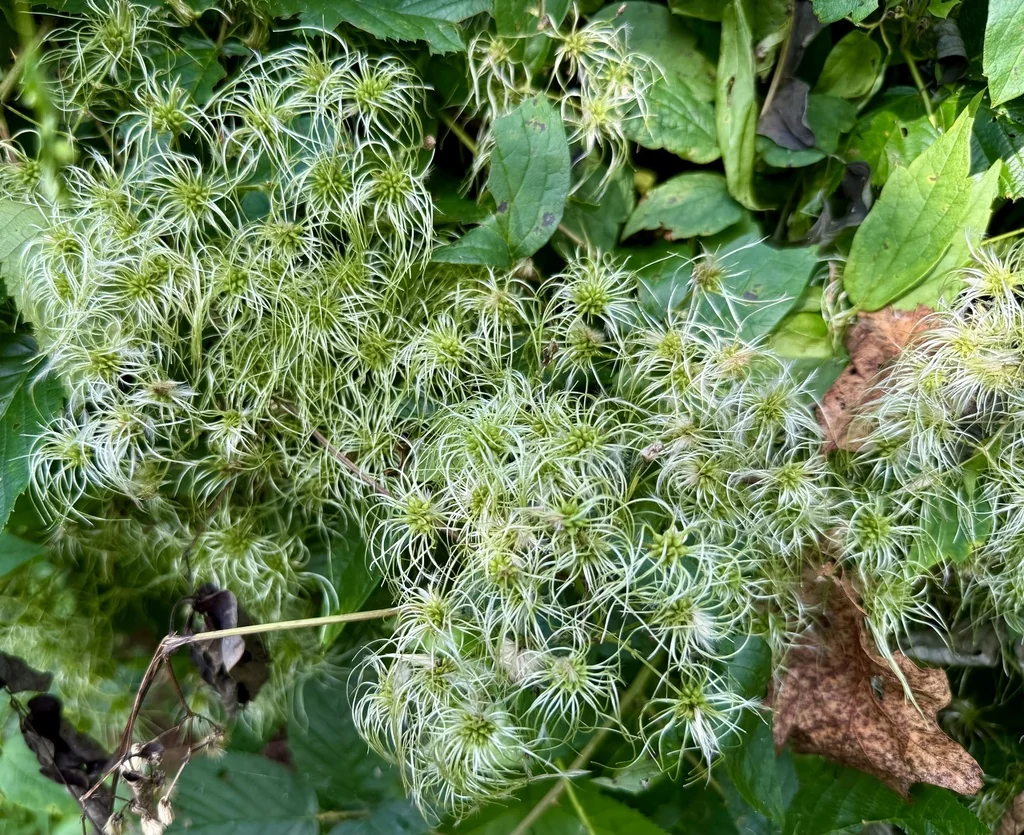 Clematis Virginiana