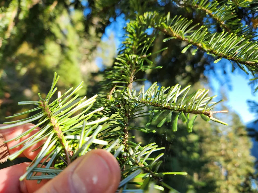 Abies Amabilis