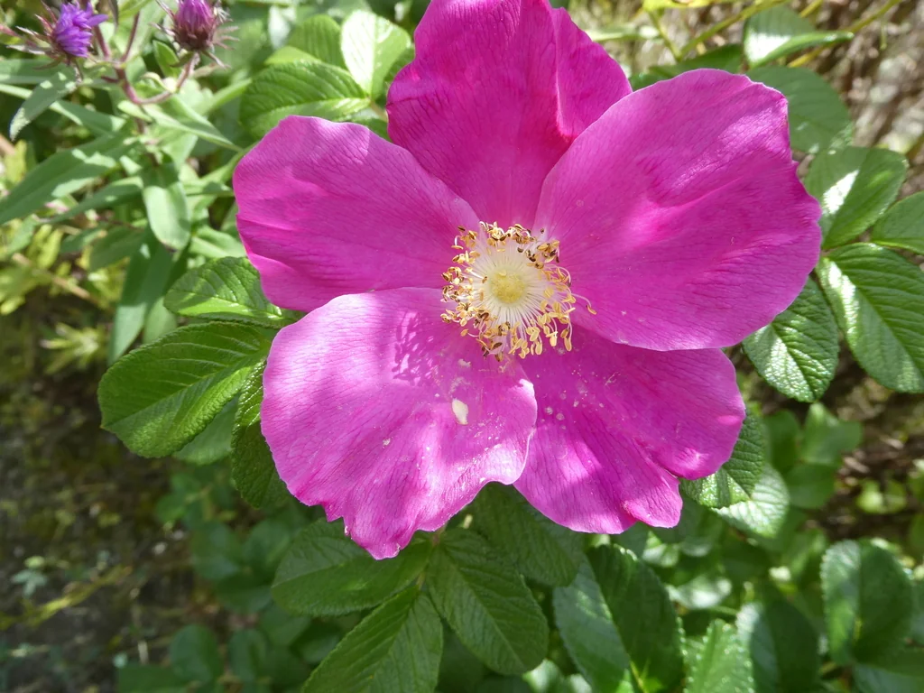 Rosa Rugosa