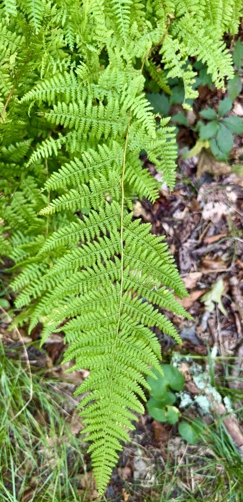 Dennstaedtia Punctiloba