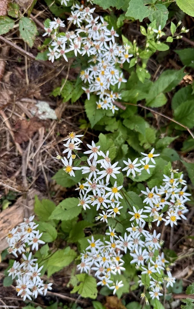 Eurybia divaricata