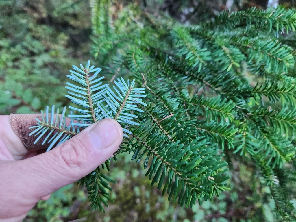 Abies Amabilis