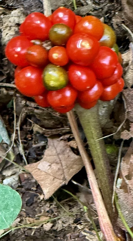 Arisaema Triphyllum